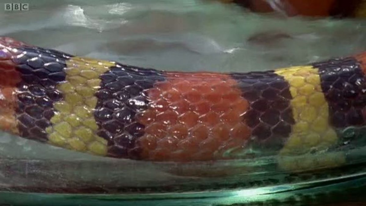 BBC One Life in Cold Blood, Sophisticated Serpents, Snake roulette