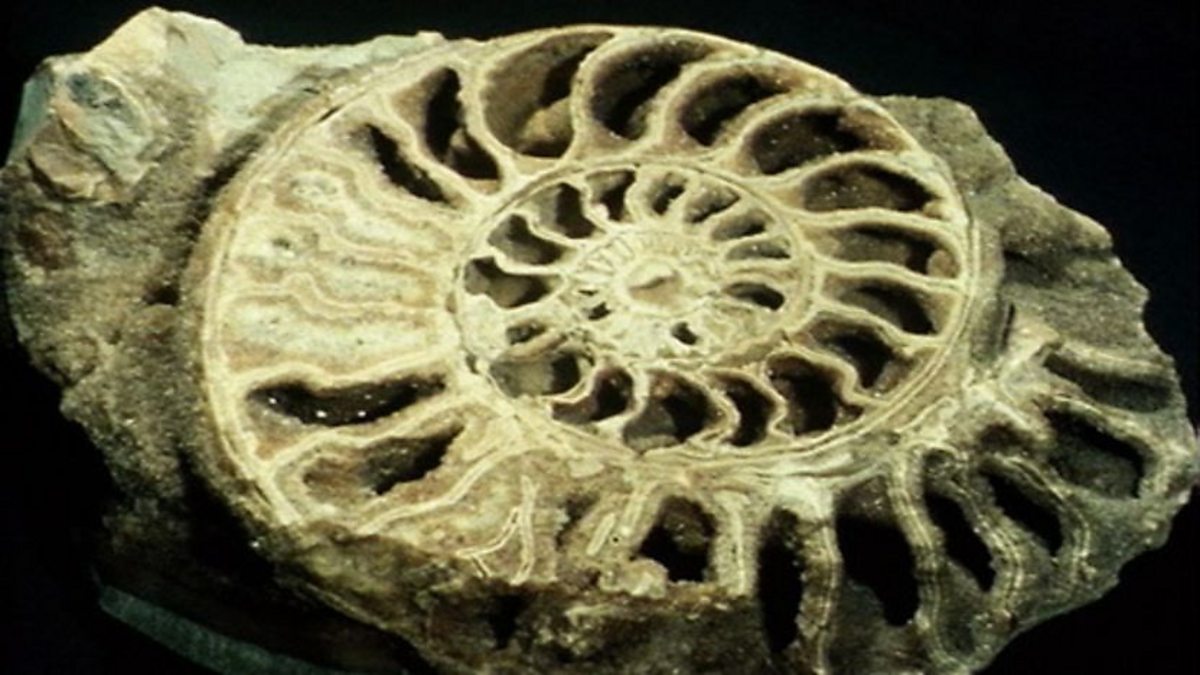 BBC Two Life on Earth, Building Bodies, Fossil detection