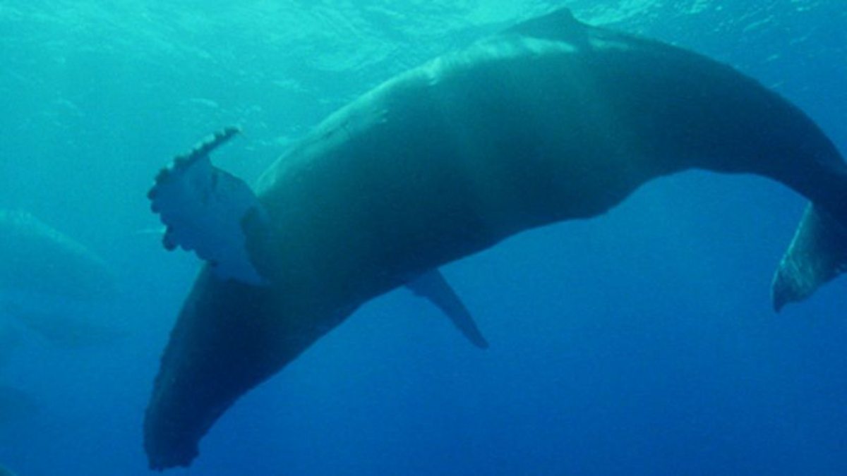 BBC One - The Life of Mammals, Return to the Water, Singing whales