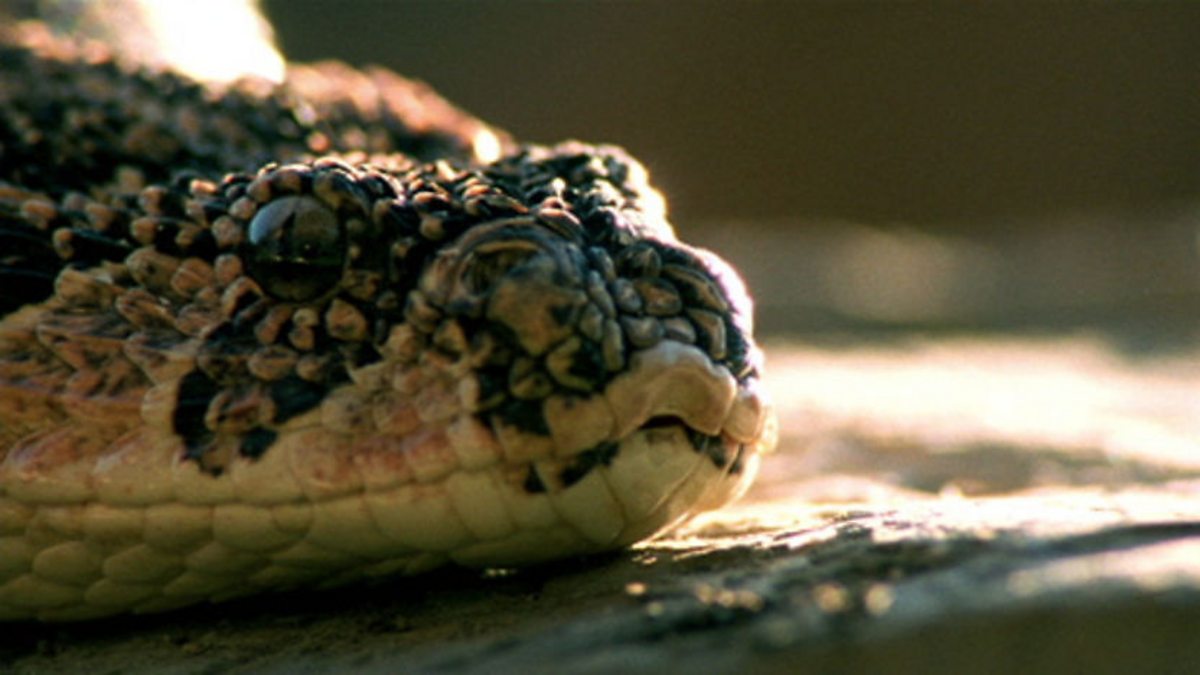 BBC One - Dragons Alive, RULING REPTILES, Puff adder ambush