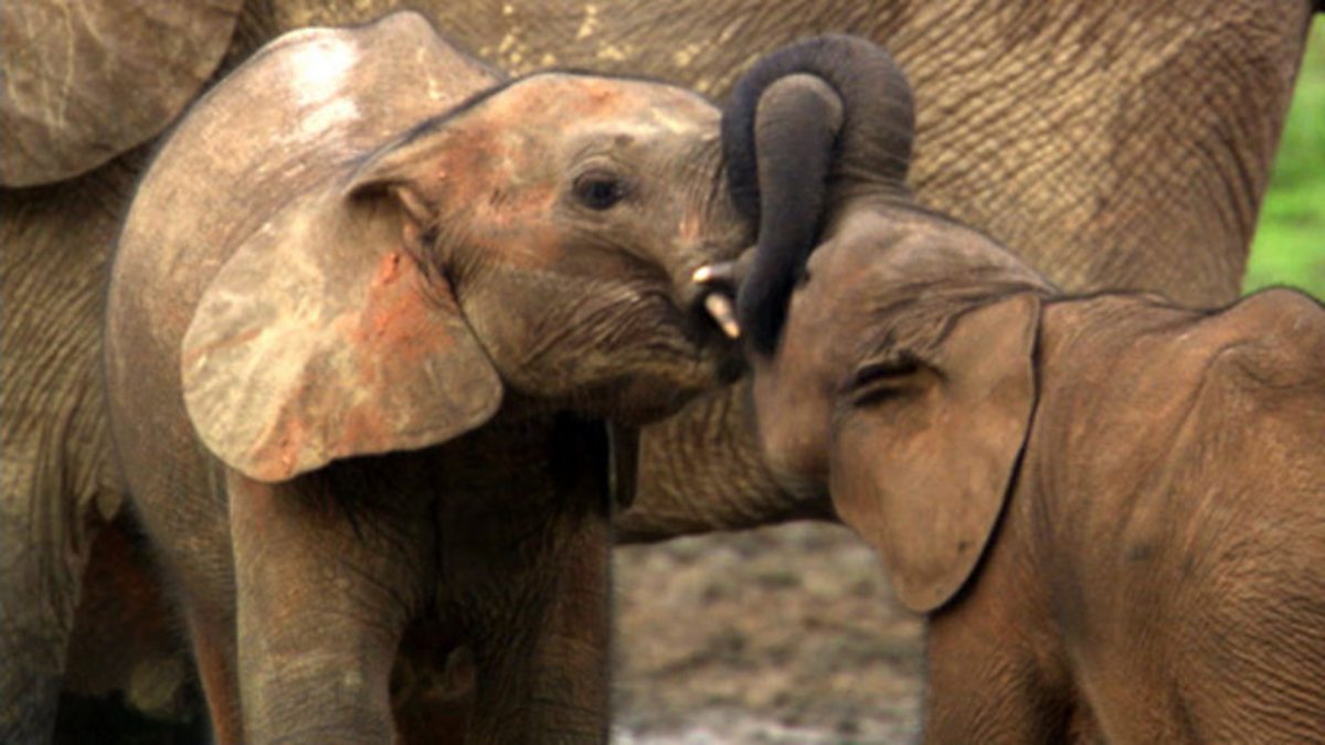 BBC Two - Natural World, 2009-2010, Forest Elephants: Rumbles in the ...