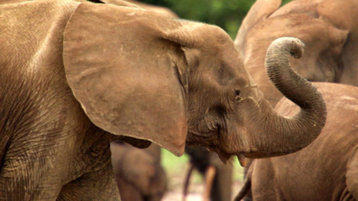 BBC Two Natural World, 20092010, Forest Elephants Rumbles in the Jungle, Trunk calls