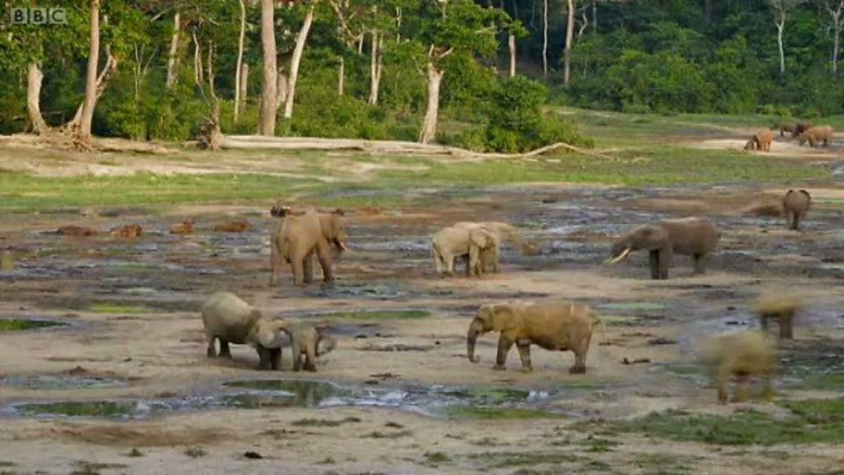 BBC Two Natural World, 20092010, Forest Elephants Rumbles in the Jungle, Waterhole timelapse