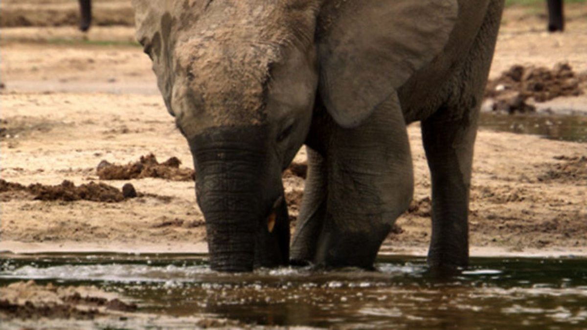 BBC Two Natural World, 20092010, Forest Elephants Rumbles in the Jungle, Natural remedies