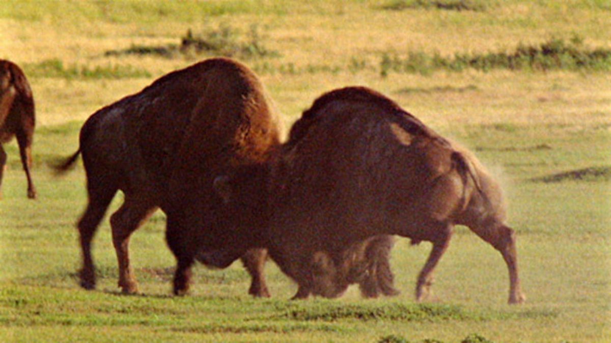BBC One The Life of Mammals, Plant Predators, Battling bison
