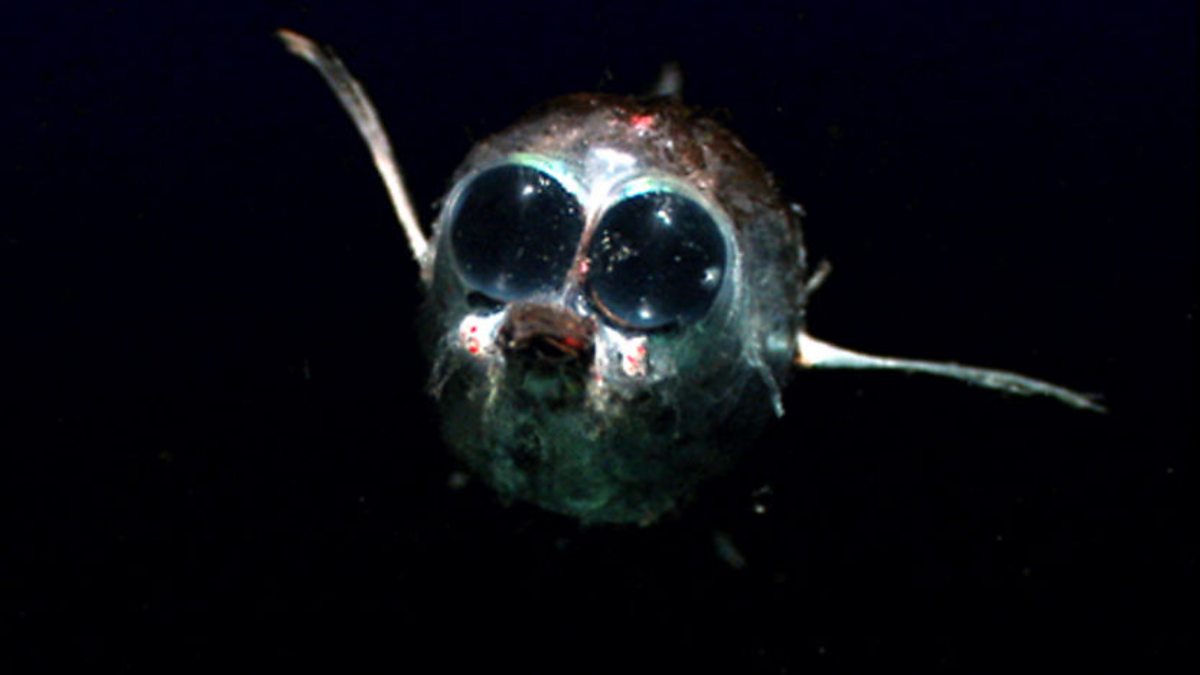 Hatchetfish Eyes