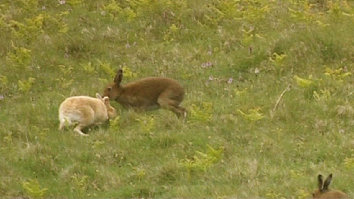 Brown animal high leg knicker as seen on tv flow
