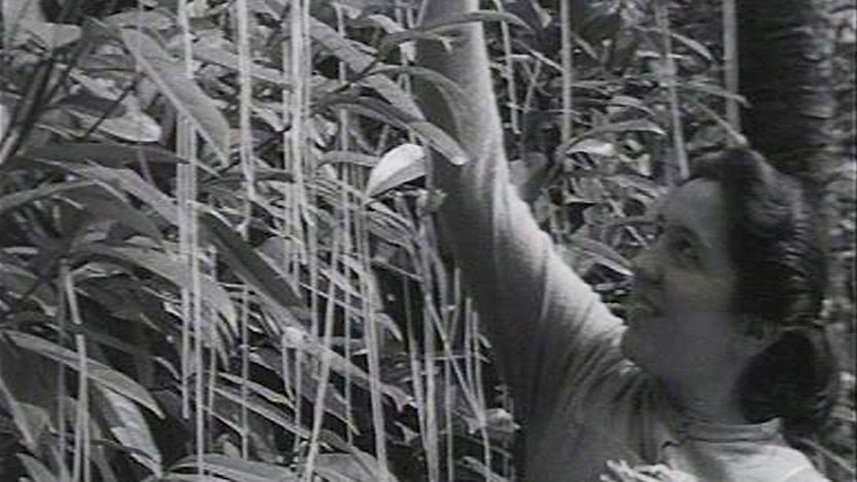 BBC One Panorama, 01/04/1957, The Spaghetti Harvest