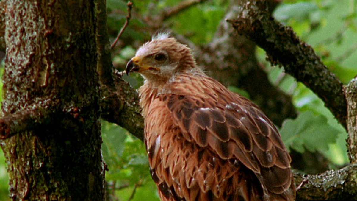 BBC Two Living Britain, EARLY SUMMER, Red kite carers