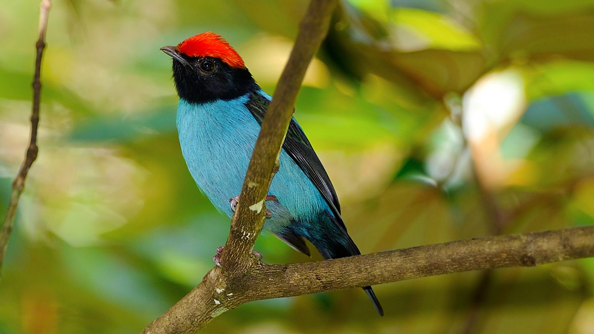 BBC Radio 4 - Tweet of the Day, Blue Manakin