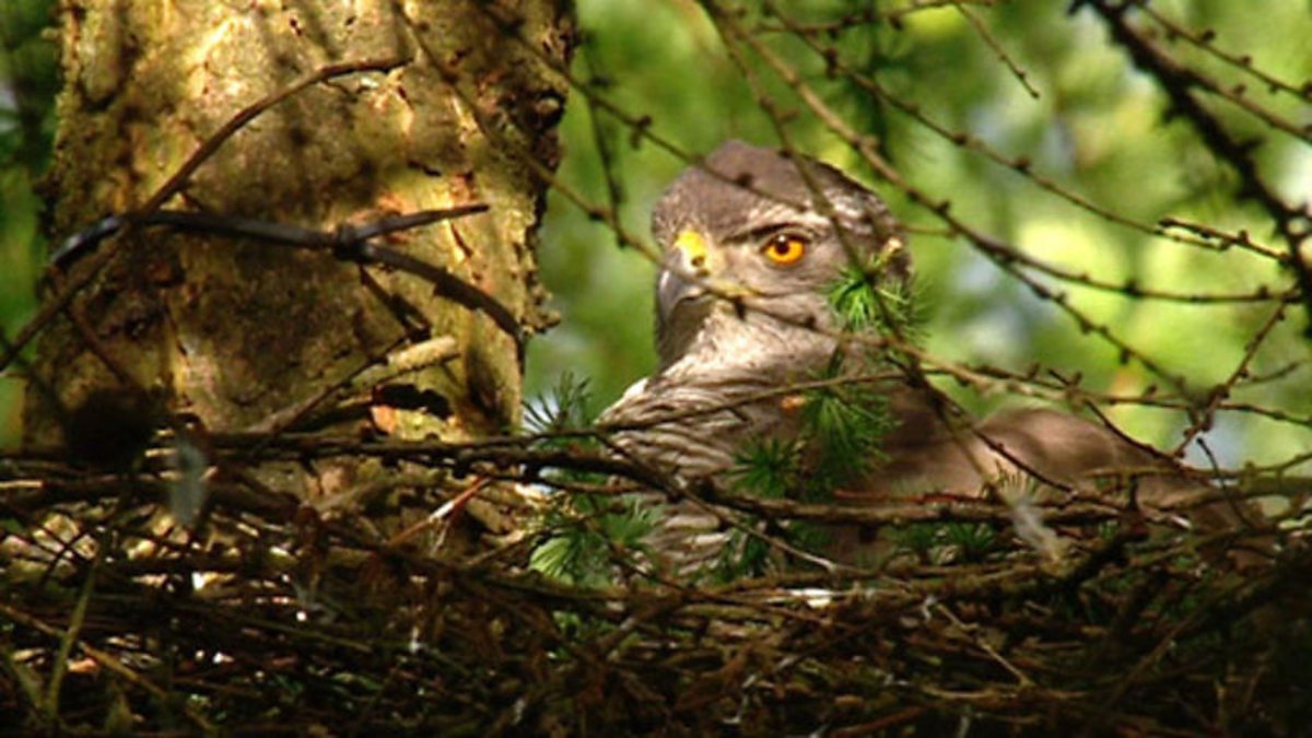 goshawk nest cam