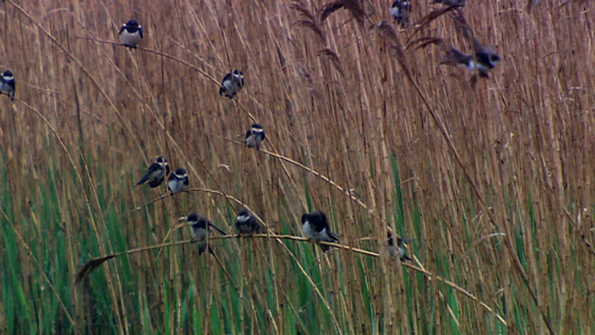 BBC Two Bill Oddie Goes Wild, Series 2, North Norfolk, Reed bed birds