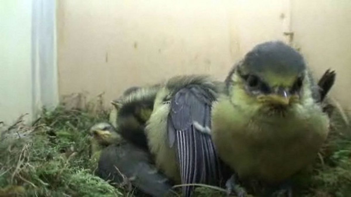 Bbc Two Springwatch 2010 Episode 3 Fledging Blue Tits