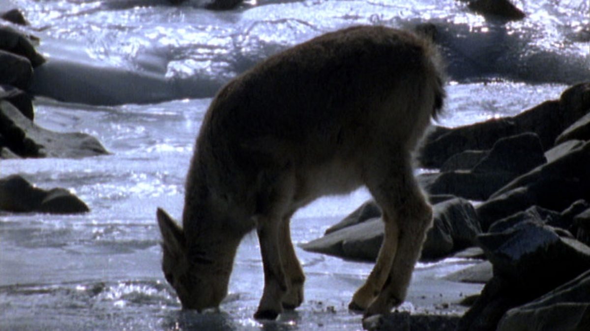 BBC Two Land of the Tiger, Mountains of the Gods, Dry slopes