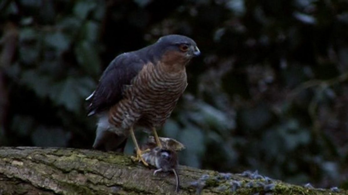 BBC Two Springwatch, 2010, Episode 6, Sparrowhawk island