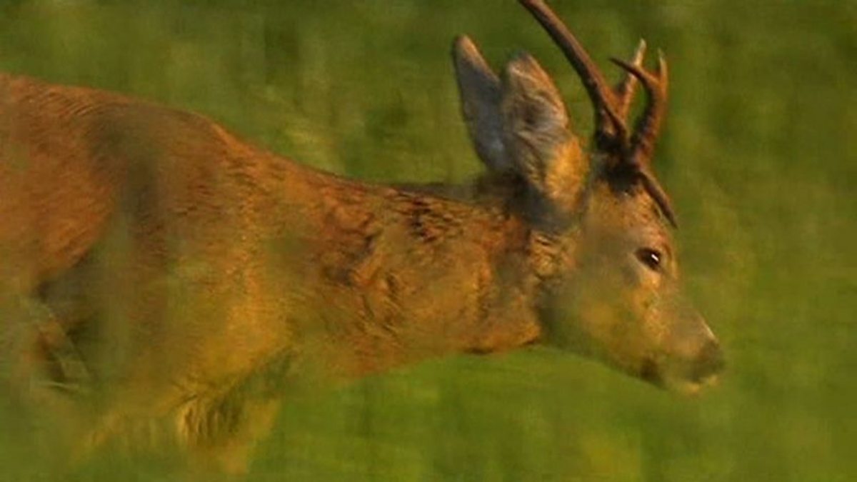 BBC Two Springwatch, 2010, Episode 6, Antlers explained
