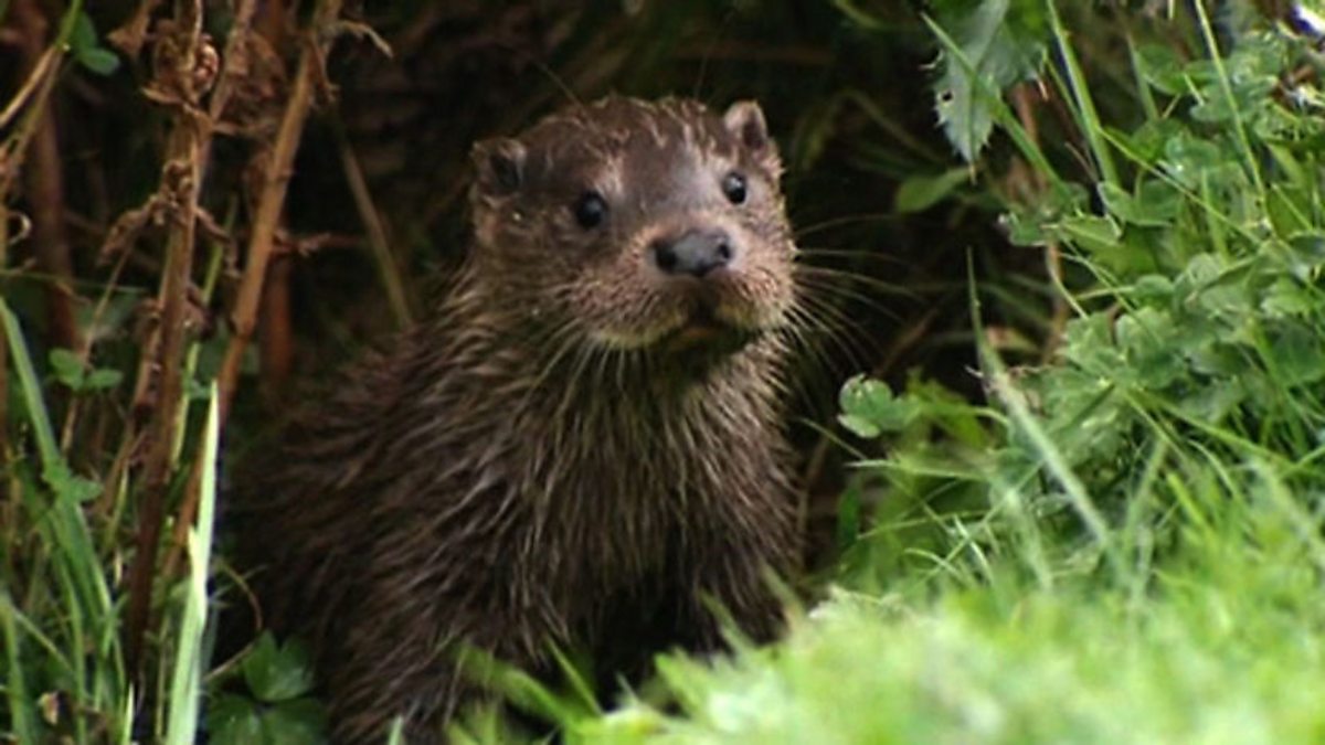 Bbc Two Springwatch 2010 Episode 7 Britain S Favourite Mammal