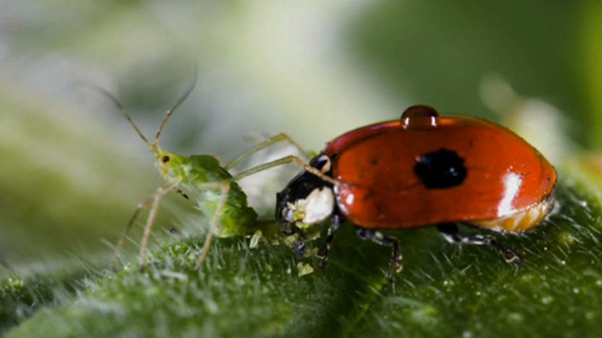 BBC Two - Springwatch, 2010, Episode 8, Insects in detail