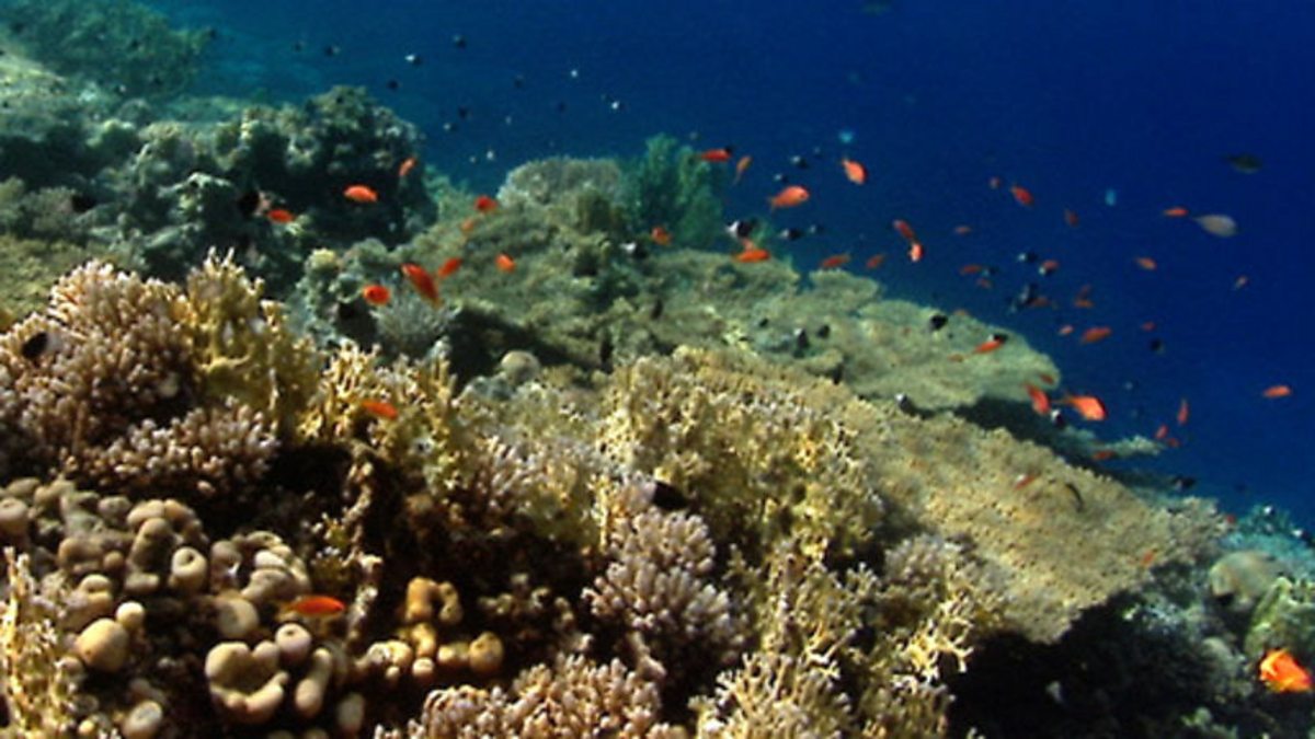 BBC One - State Of The Planet, THE FUTURE OF LIFE, Coral Devastation