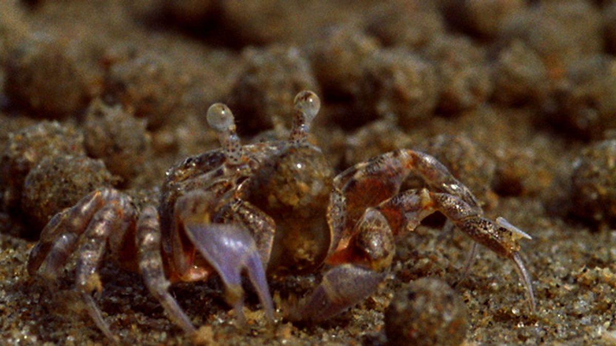 BBC One The Blue Tidal Seas, Crab balls