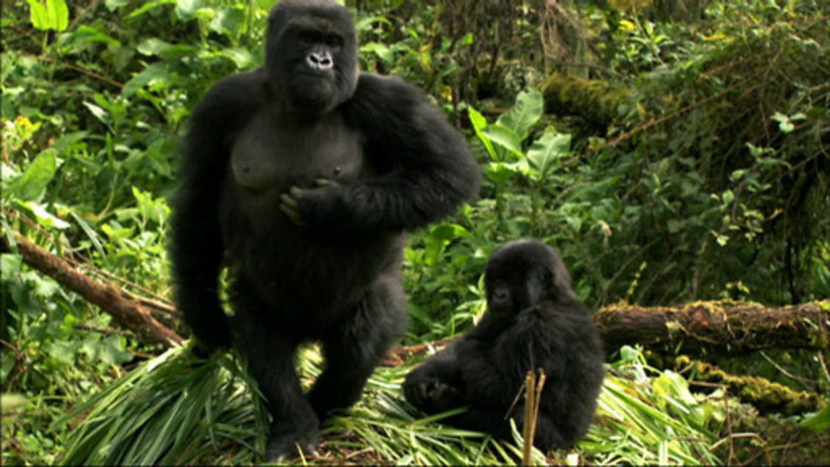 Bbc Two Mountain Gorilla Kingdom In The Clouds Foraging Trip