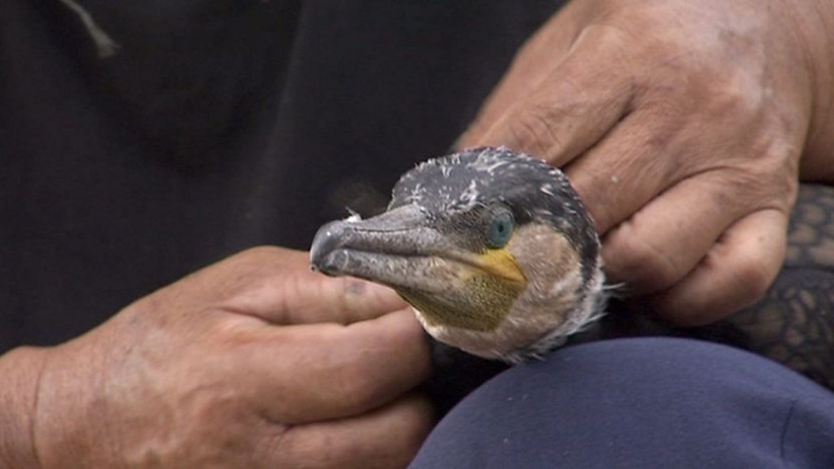 BBC Two - Wild China, Heart of the Dragon, Cormorant fishing