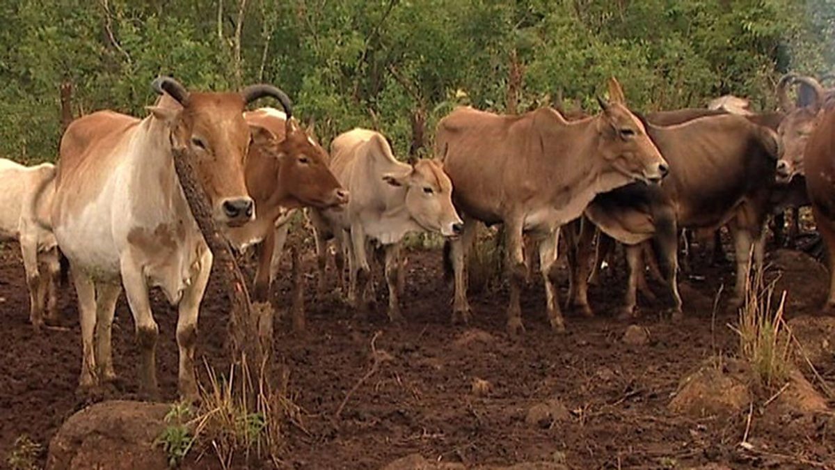 BBC Two Tribe, Series 1, Suri, The value of cattle