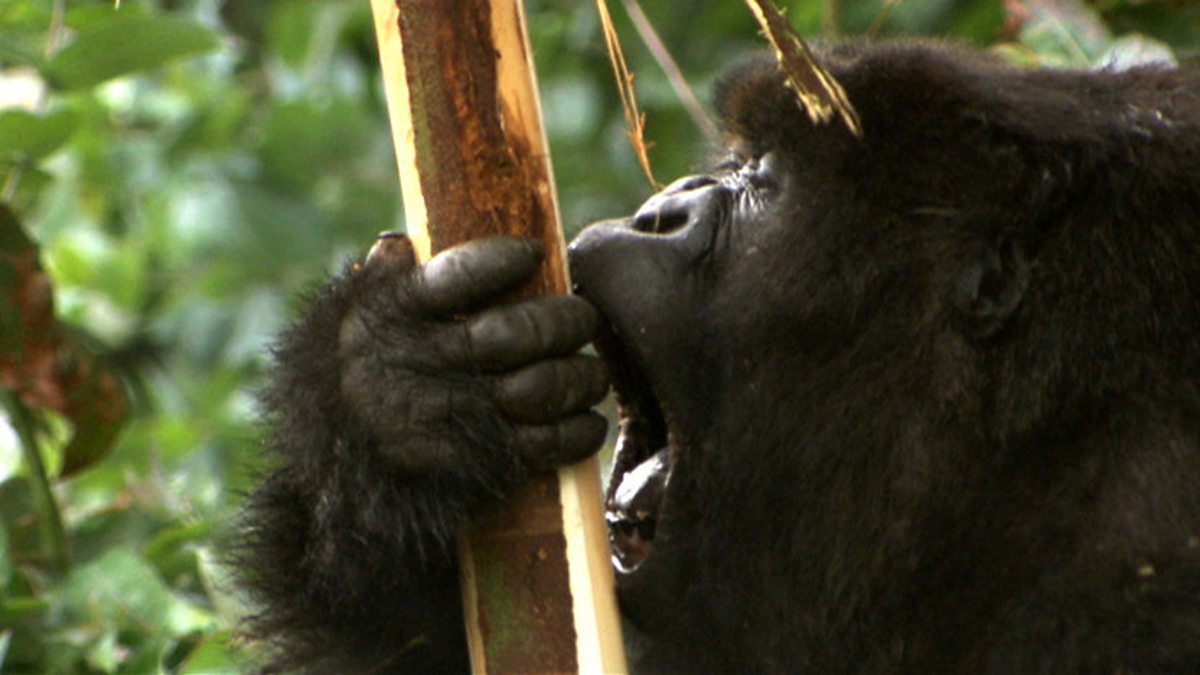 BBC Two Mountain Gorilla, Safe in Our Hands, Tasty treat