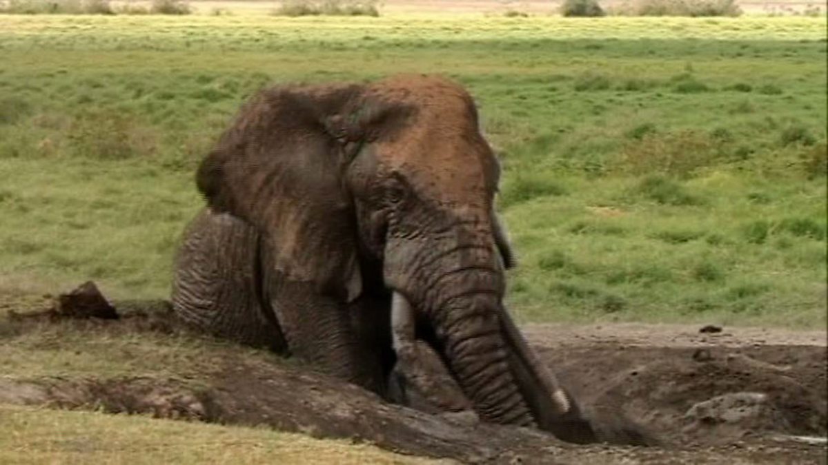 Cbbc Roar Clips Elephant