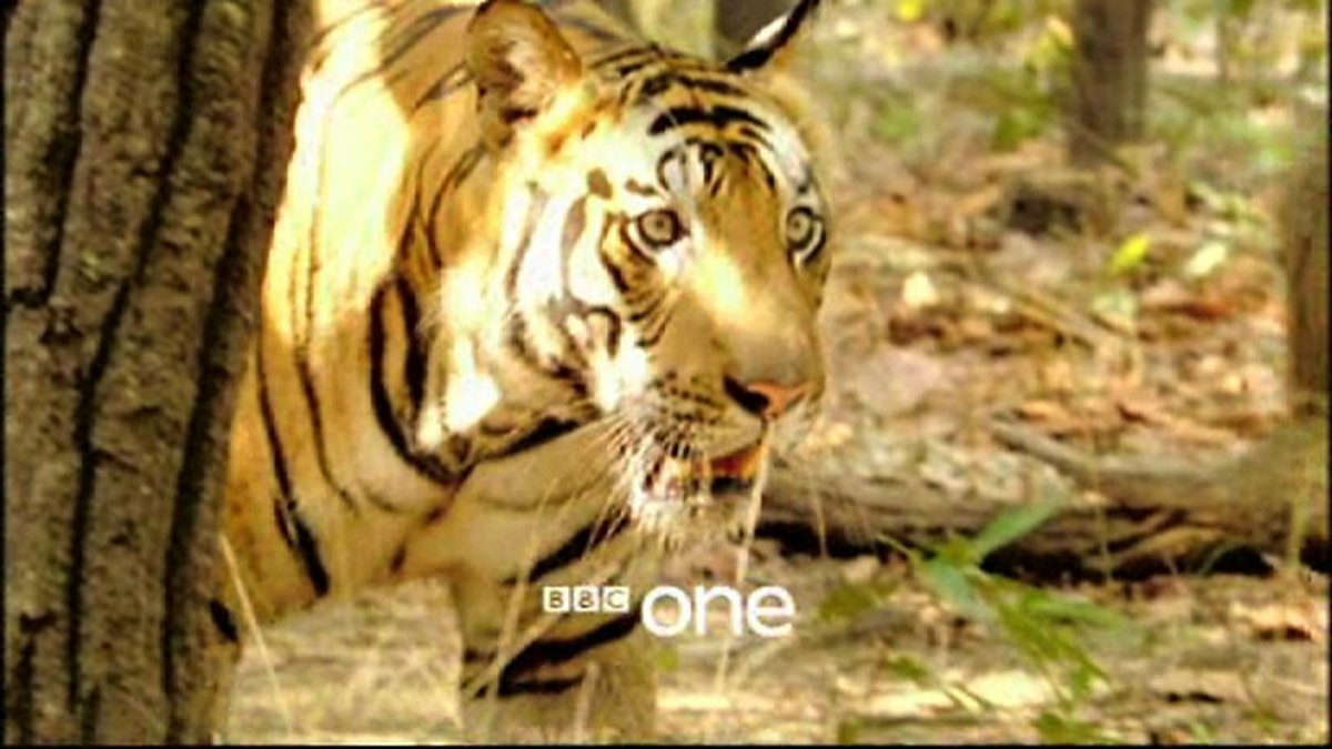 Bbc One Lost Land Of The Tiger Lost Land Of The Tiger Trailer