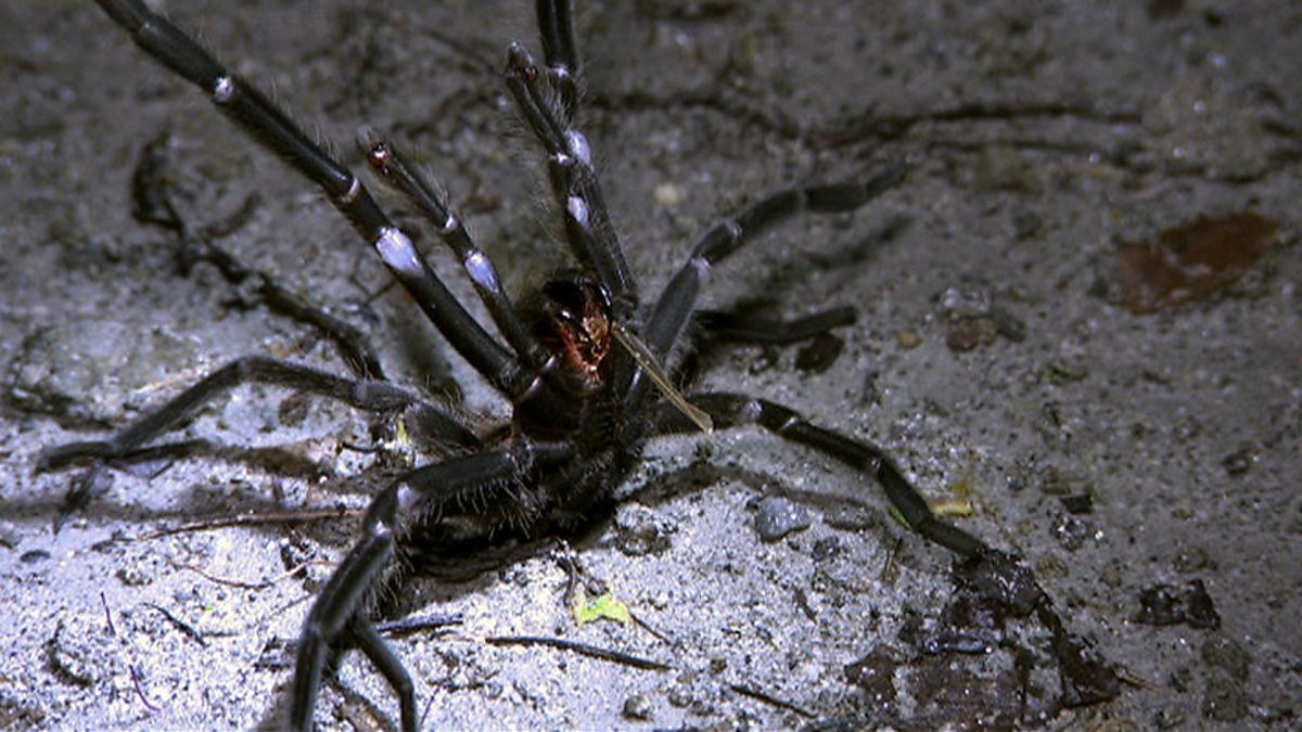 Bbc One Lost Land Of The Tiger Episode 2 Angry Arachnid