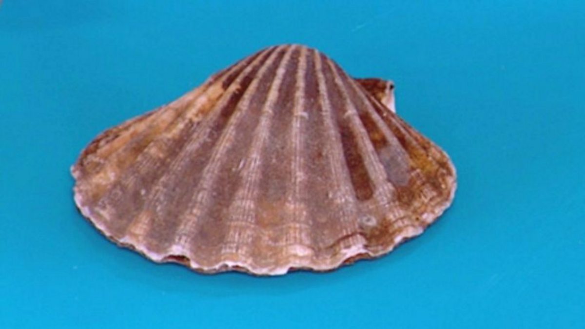 BBC Two The Hairy Bikers' Cook Off, Episode 20, How To Open and Cook Scallops