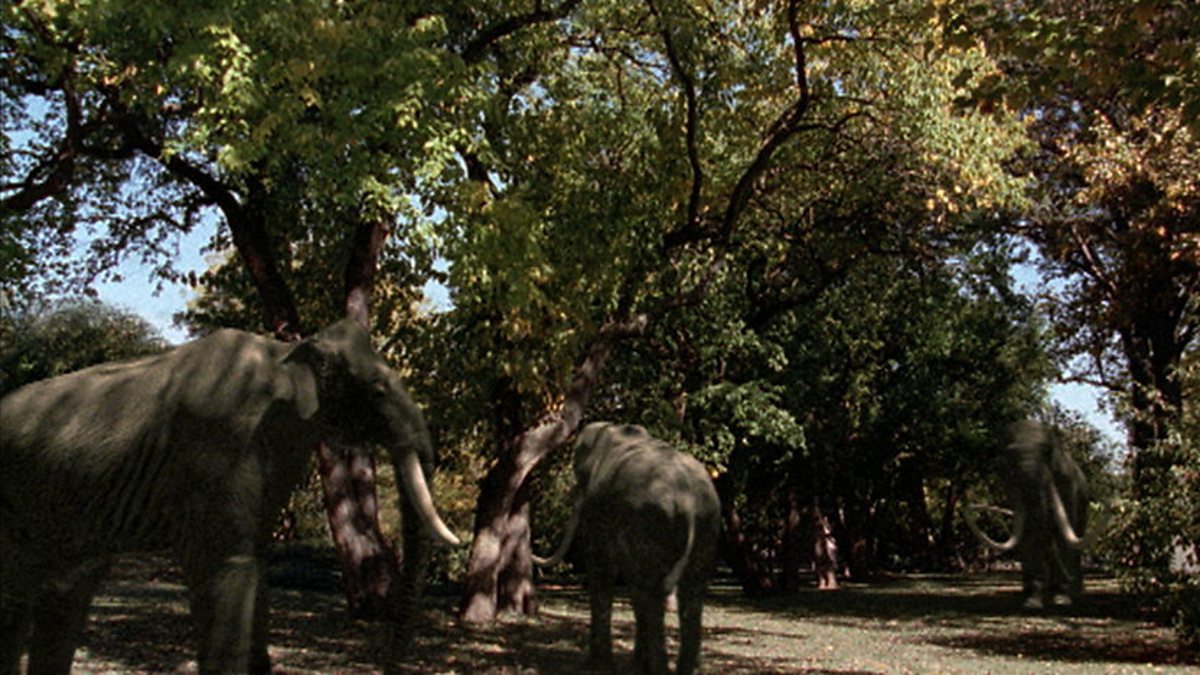 BBC Two - Natural World, 2003-2004, Ice Age Death Trap, Back to life at La  Brea