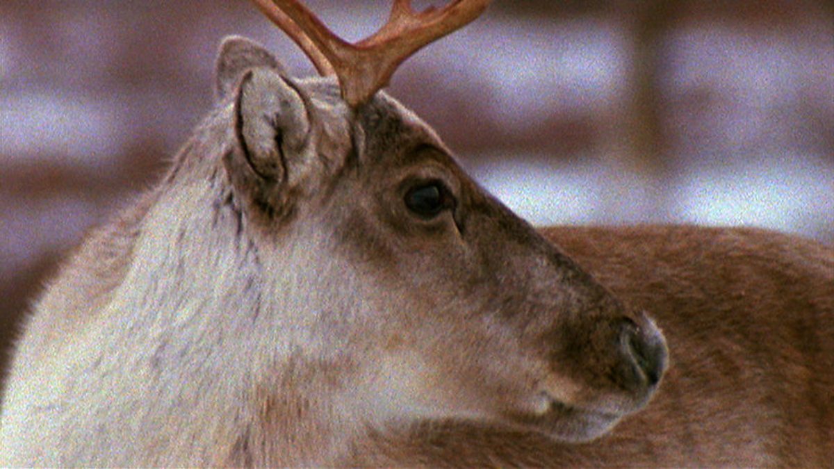 BBC One Incredible Animal Journeys, On the Trail of the Caribou, Mothers on migration