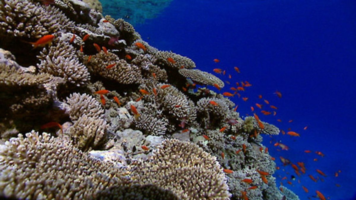 BBC One The Blue Planet Coral Seas Coral Anatomy