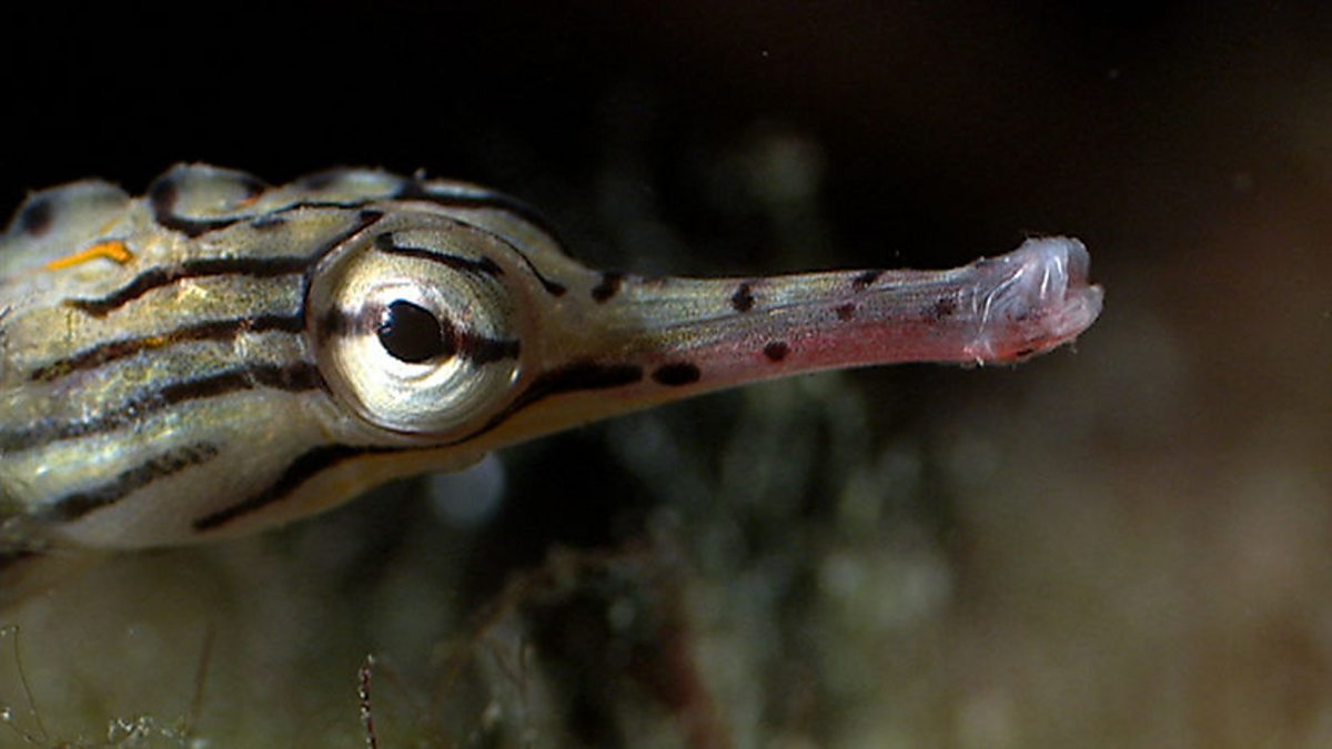 BBC One The Blue Planet Coral Seas Doubling The Odds