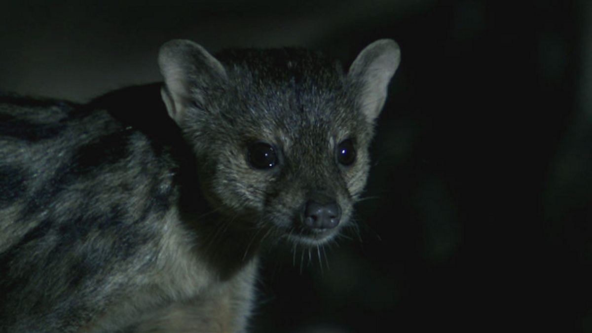 BBC Two - Madagascar, Island of Marvels, Grandidier's mongoose