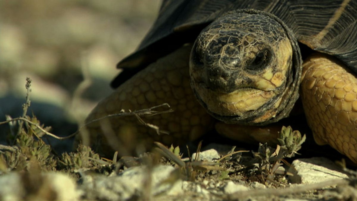 BBC Two - Madagascar, Island of Marvels, Tortoise in trouble