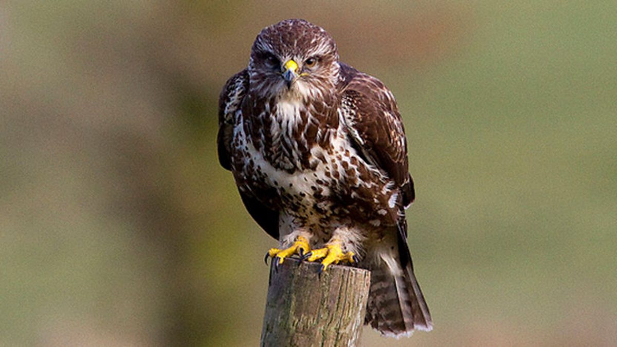 BBC One - Iolo's Secret Life of Birds, Episode 3, Buzzard catches the worm