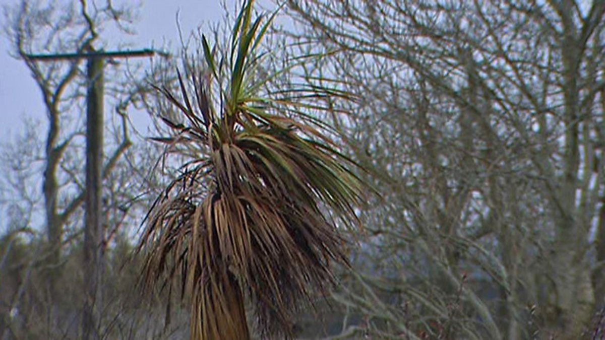 BBC One BBC Newsline, 15/02/2011, Why our palm trees are wilting?