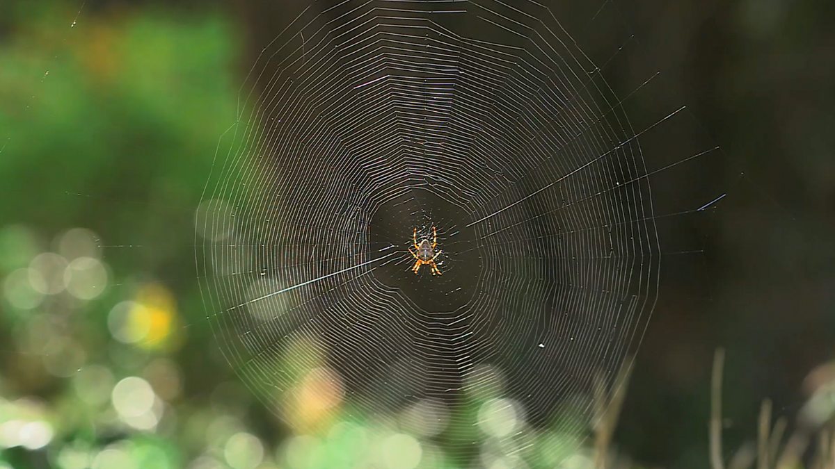 BBC Two - Autumnwatch, Web Exclusive - Sonic Spiders