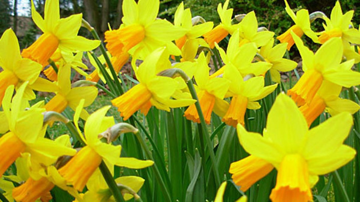 BBC Radio 2 Jeremy Vine, Picking daffodils, Japan and Andrew Lansley