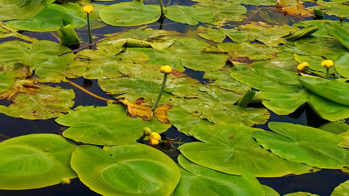 BBC One - British Isles: A Natural History, Revolution, Canal plants