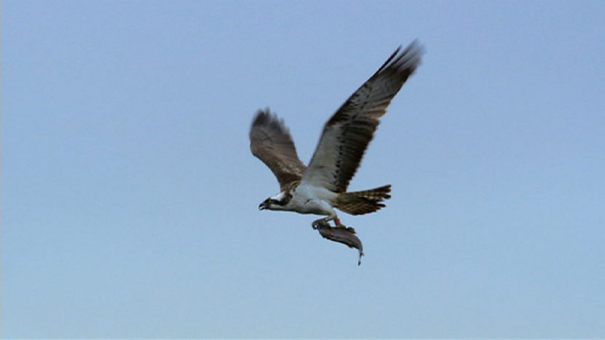 BBC Two - The Animal's Guide to Britain, Freshwater Animals, Ospreys up ...