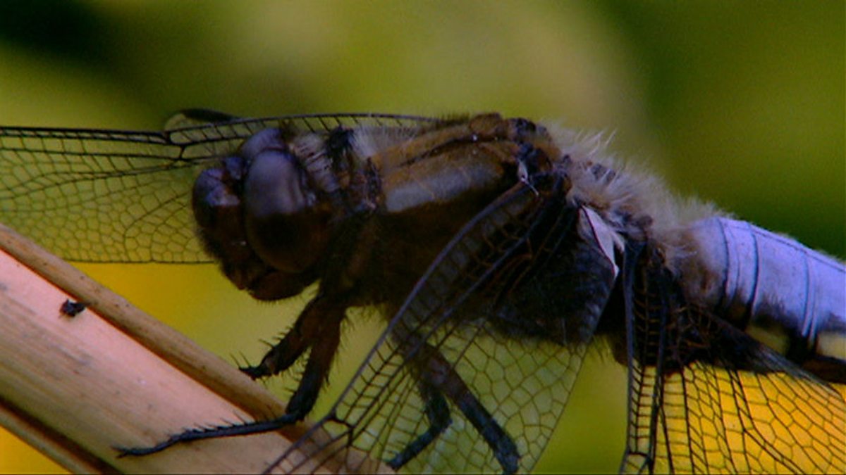 BBC Two The Animal's Guide to Britain, Freshwater Animals, Dragonfly distribution