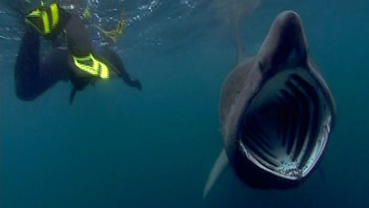 BBC Two Waterworld, Series 1, Episode 5, The shark adventure continues