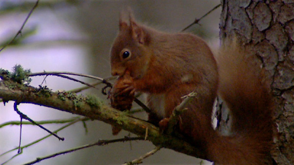 BBC Two - The Animal's Guide to Britain, Woodland Animals, Red squirrel ...