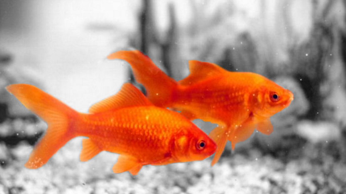 Золотая рыбка. Тетра для золотых рыбок. Ббс рыбы. Golden Fish Club.