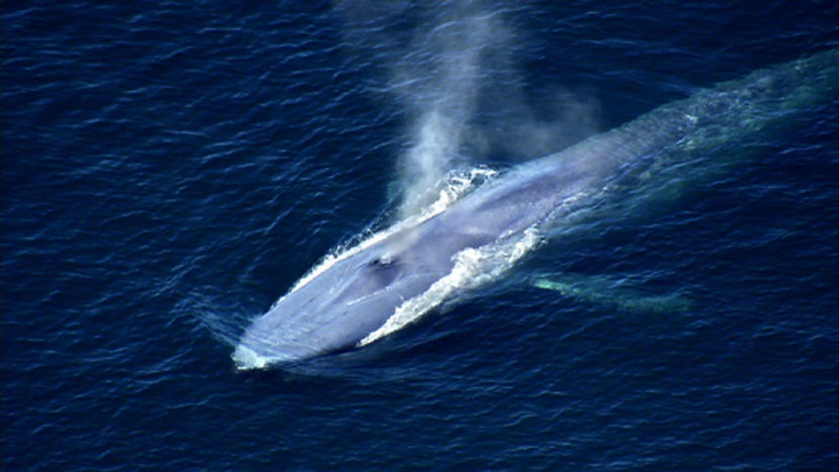 Largest ocean. Фильм bbc про индийский океан документальный.