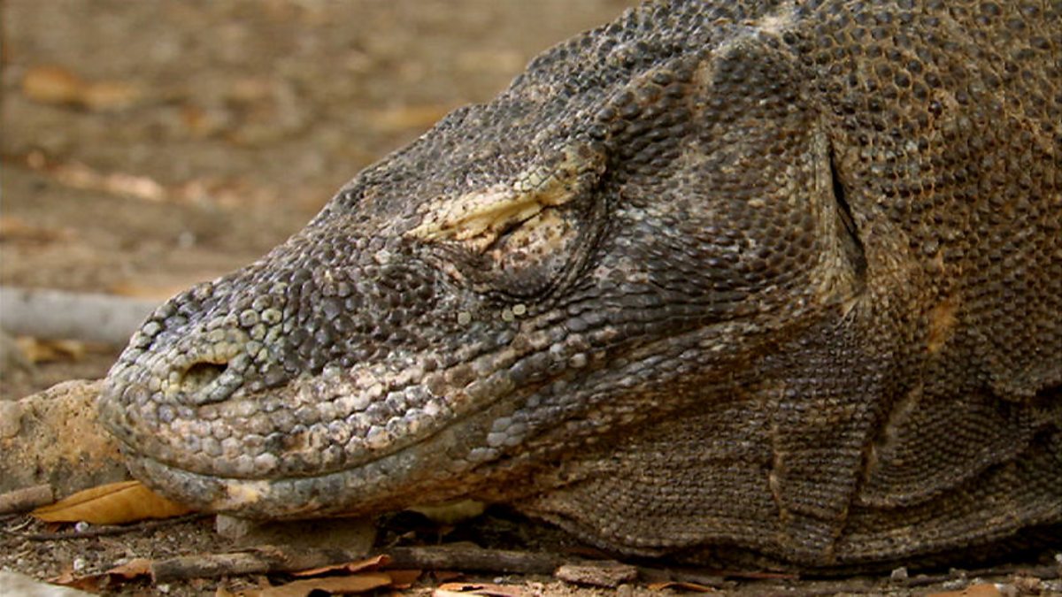 BBC Two - Natural World, 2011-2012, Komodo - Secrets of the Dragon ...